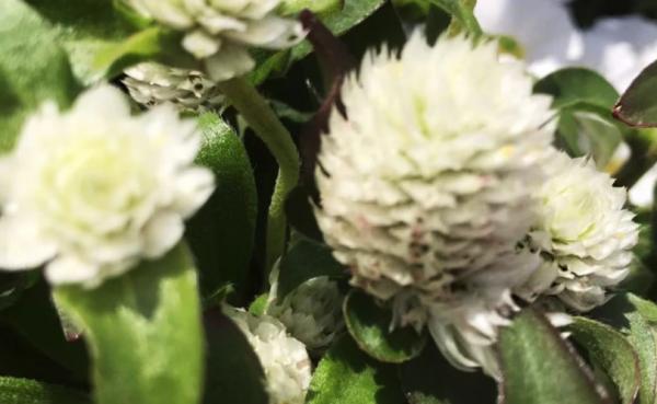 善於挖掘自己的潛力 積極開拓 獲得更好資源的 能力出眾三大生肖 善於挖掘自己的潛力 積極開拓 獲得更好資源的 能力出眾三大生肖