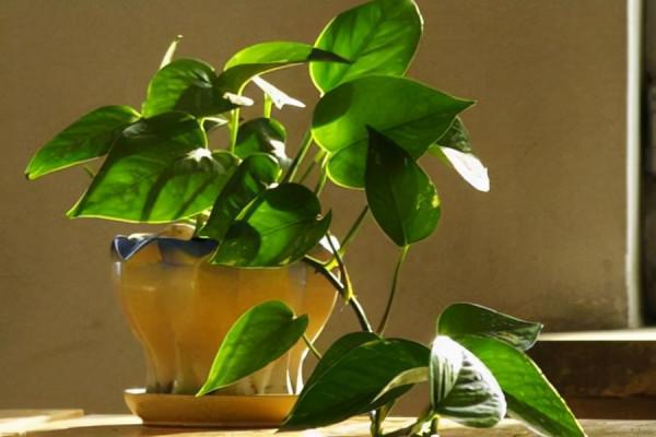 天冷後，需要“窮養”的六種花，水多易爛根，多曬愛生長