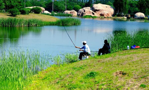 清明過後釣板鯽，牢記3個釣法“秘訣”，任何水面都能輕鬆爆護