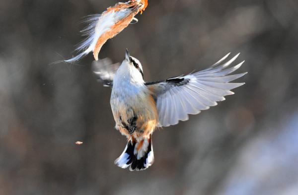 各人種之間為何不存在生殖隔離?黑種人、白種人、黃種人發展史 各人種之間為何不存在生殖隔離?黑種人、白種人、黃種人發展史