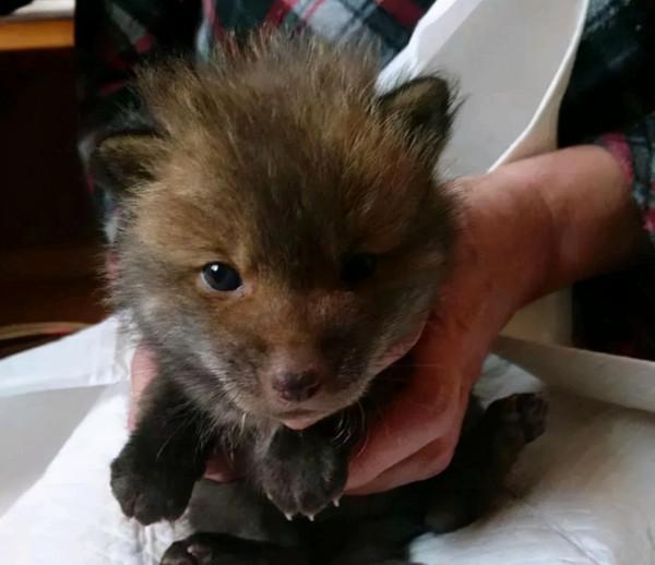 小狗主動上門求收養,男子幾個月後發現不對,鄰居說趕緊送走 小狗主動上門求收養,男子幾個月後發現不對,鄰居說趕緊送走