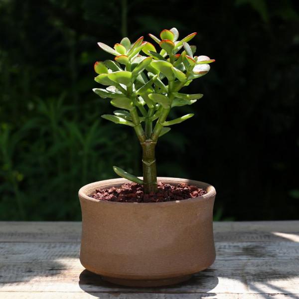 6種&OpenCurlyDoubleQuote;增值花&rdquo;，丟牆角不管它，也能長成&OpenCurlyDoubleQuote;花大樹&rdquo;，越養越富