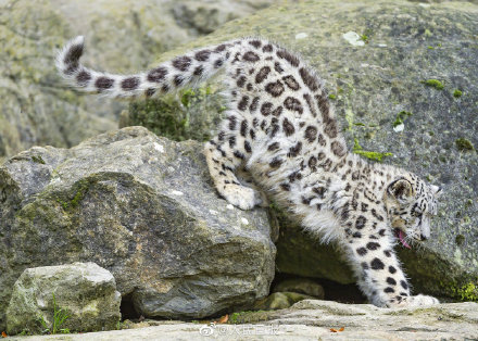 今天是世界雪豹日,一起保護“雪山之王” 今天是世界雪豹日,一起保護“雪山之王”