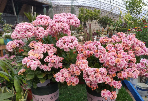 5種&OpenCurlyDoubleQuote;待機時間&rdquo;長的小盆栽，陽臺室內都能養，花期長花量大