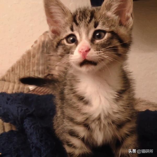 貓咪“鬥雞眼”是咋回事,會影響正常生活嗎? 貓咪“鬥雞眼”是咋回事,會影響正常生活嗎?