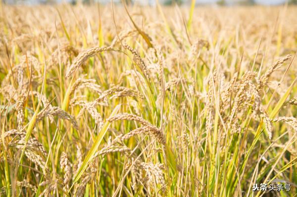 八月十五中秋節的舌尖上的文化意義探尋 八月十五中秋節的舌尖上的文化意義探尋