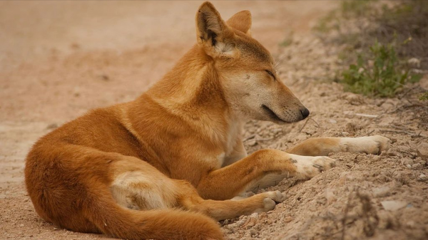 “村口大黃”到澳變身頂級殺手,吃袋鼠偷綿羊讓人頭疼,憑什麼? “村口大黃”到澳變身頂級殺手,吃袋鼠偷綿羊讓人頭疼,憑什麼?