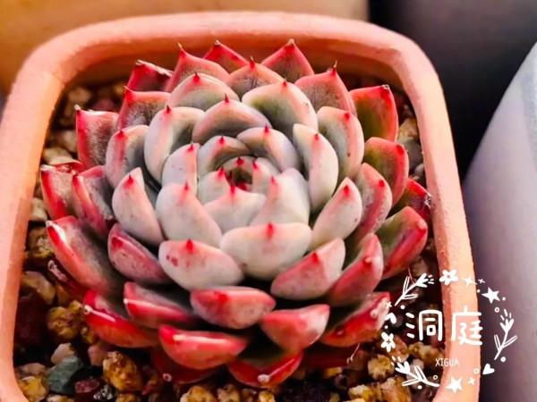 多肉好養嗎? 多肉好養嗎?