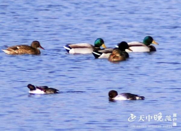 練江河景觀大橋下 候鳥成雙成對 真是美醉了