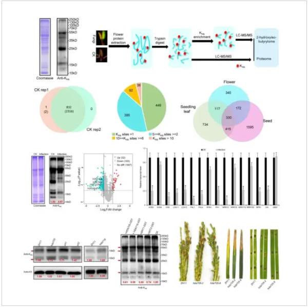 華中農大黃俊斌團隊報道二羥基異丁醯化調控稻曲病菌致病新機制 華中農大黃俊斌團隊報道二羥基異丁醯化調控稻曲病菌致病新機制