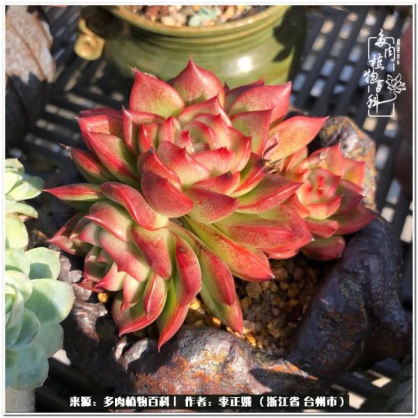 我的多肉，我的小世界