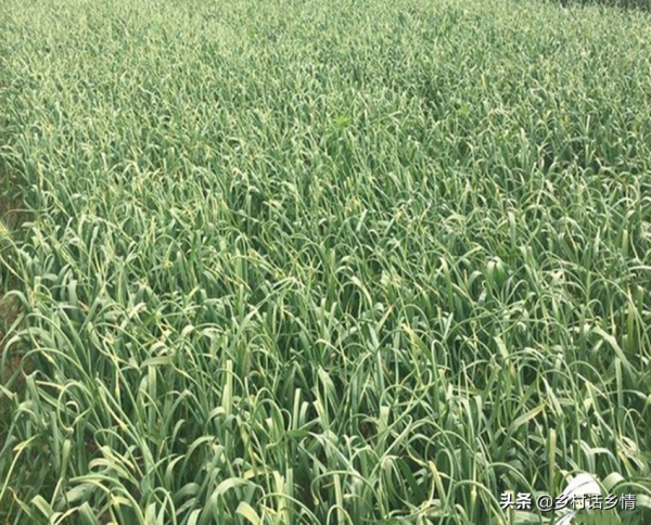 韭菜、大蒜冬前做好三點,來年出苗齊、粗壯不幹尖,產量倍增 韭菜、大蒜冬前做好三點,來年出苗齊、粗壯不幹尖,產量倍增