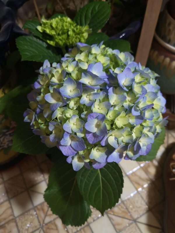 12月養繡球，要做4個核心工作，來年開花比臉還大