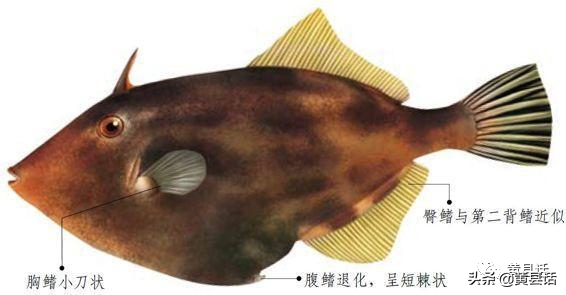 四川人最喜歡的耗兒魚，原來就是海邊的剝皮魚