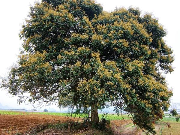 龍眼樹盆栽怎麼養殖？龍眼樹一般適宜生長在多少度的溫度環境中？