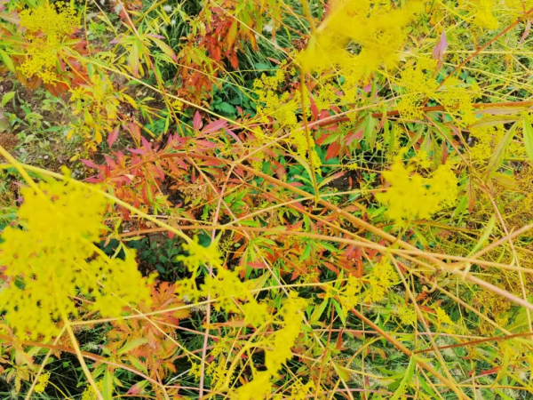 一年好景君須記 正是橙黃橘綠時