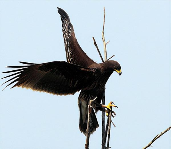 東江攬勝:收集常見鳥類圖譜之猛禽篇,攝鳥人自留地,建議收藏 東江攬勝:收集常見鳥類圖譜之猛禽篇,攝鳥人自留地,建議收藏