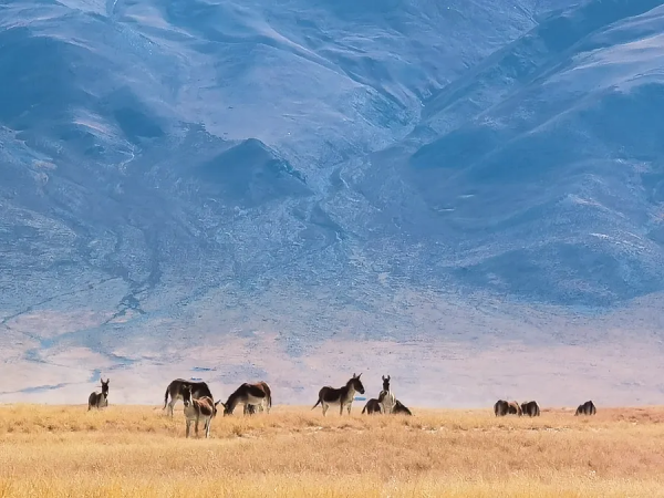 兩個人，一輛車，阿里北線無人區穿越