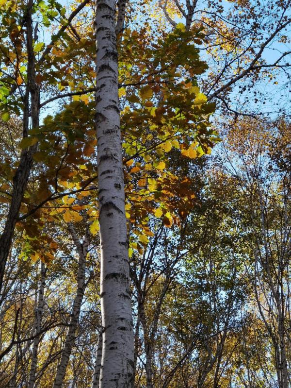 喇叭溝門——秋季賞楓賞白樺 喇叭溝門——秋季賞楓賞白樺