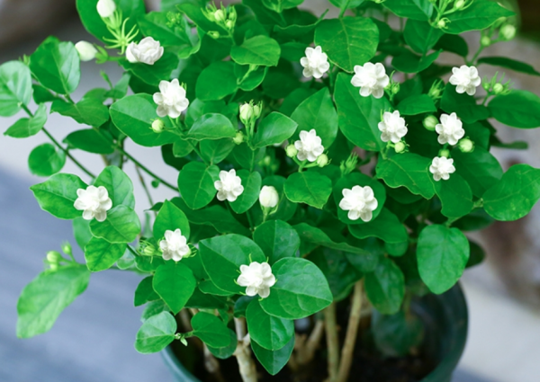 退休老王養啥旺啥,憑什麼?用上這些好方法,太給力了 退休老王養啥旺啥,憑什麼?用上這些好方法,太給力了