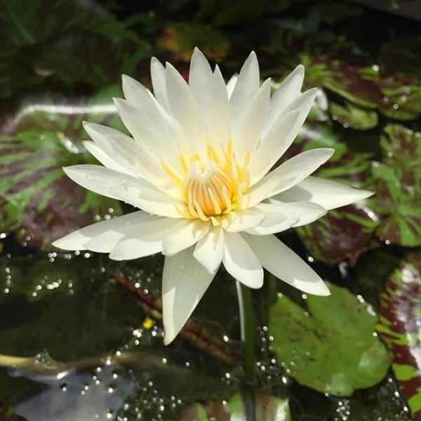 金秋吃藕最養人！生吃、熟吃各有功效，別吃錯了～