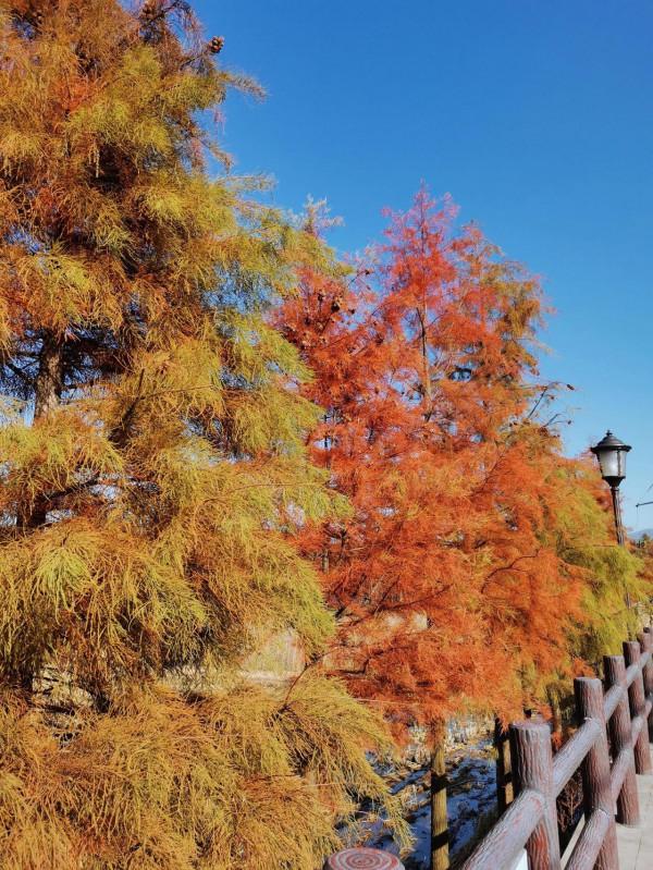 紅杉林～最是冬日好去處