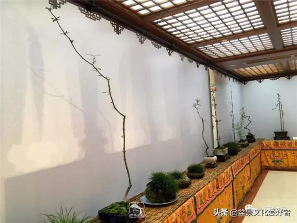 最高水準的素仁格盆景藝術，值得收藏