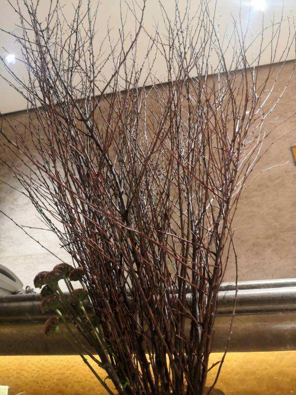 把枯樹枝插水裡，枝條開滿“白雪花”，氣質十足有格調