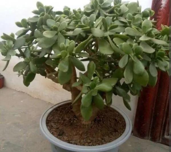 5種花很怕凍，不能露天養，不然難過冬