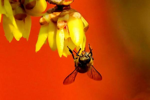 北京香山臥佛寺歷年臘梅綻放圖片欣賞