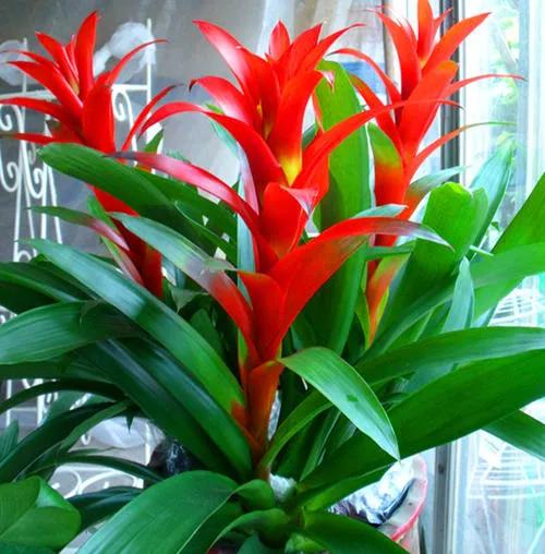 客廳種什麼花最好