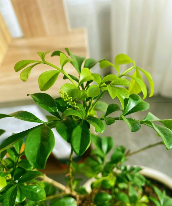 米蘭花如何過冬?做好2點,順利過冬,葉子綠花苞很多芳香迷人 米蘭花如何過冬?做好2點,順利過冬,葉子綠花苞很多芳香迷人