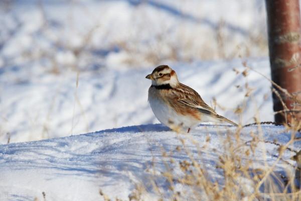 同住地球村，我們是一家人，這些野保動物您見過嗎（2）