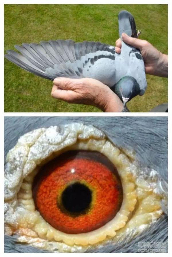 20張冠軍鴿翅膀欣賞，高質量賽鴿翅膀都有哪些特徵？