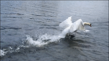 40張罕見的照片:鱷魚咬碎烏龜,鴕鳥在水面飛奔,河馬充當渡輪 40張罕見的照片:鱷魚咬碎烏龜,鴕鳥在水面飛奔,河馬充當渡輪