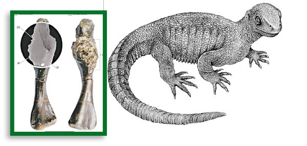 進化論的終極BUG：烏龜，如何成為科學家們的噩夢？