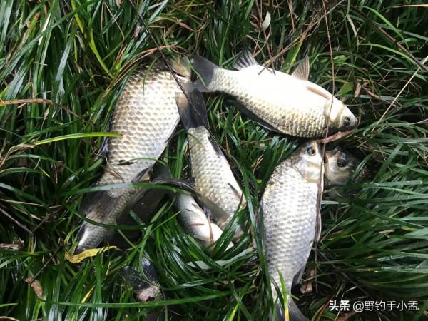 冬釣鯽魚為啥越早口越好?解讀冬季做釣大板鯽的最佳時間段 冬釣鯽魚為啥越早口越好?解讀冬季做釣大板鯽的最佳時間段