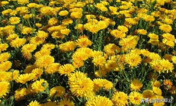 秋冬冗長,你我皆好-金盞菊 秋冬冗長,你我皆好-金盞菊