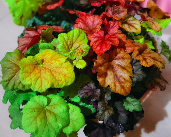 陰涼處也能養花，這5種花，沒光也長得照樣好