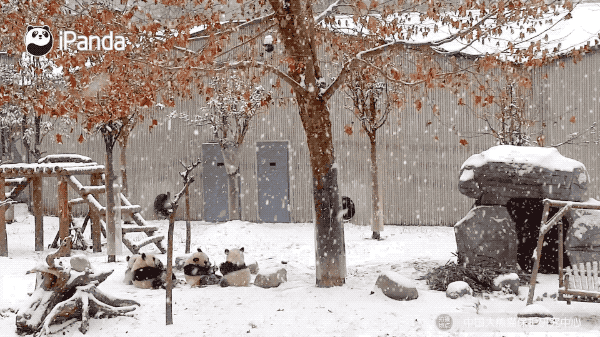 前方高萌！小雪節氣，大熊貓都在做什麼