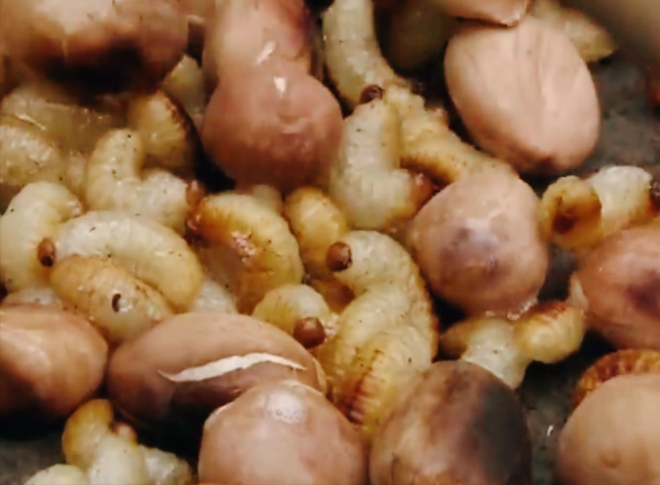 我國有一種“滿門忠烈”的野果，果拿來榨油，得了病的葉卻是水果