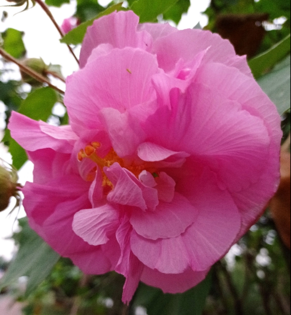 1種花天生會“變臉”，開放是紅色，衰敗變白色，見過的人真不多