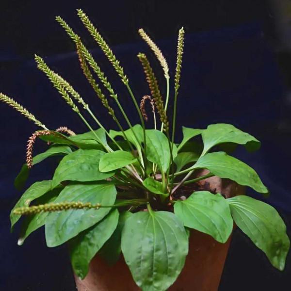 9種常見的野菜，比青菜還好吃，解膩又養人，看見別錯過