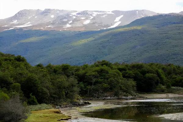 阿根廷有潛力成為木材市場的全球參與者