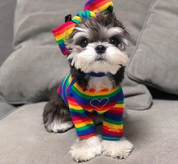 小狗因是串串被丟了，醫生收留一年後被驚豔到：撿到寶貝了呀