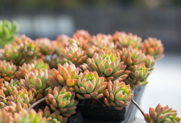 環洋市場諮詢：全球多肉植物收入預計2028年達到153.7億美元
