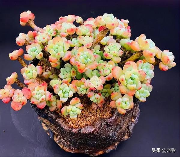 自帶香氣的多肉，不僅顏值高，養護起來還不難，有你喜歡的嗎