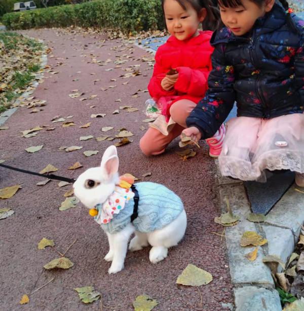 美目盼兮小精靈，疑為玉兔下凡間