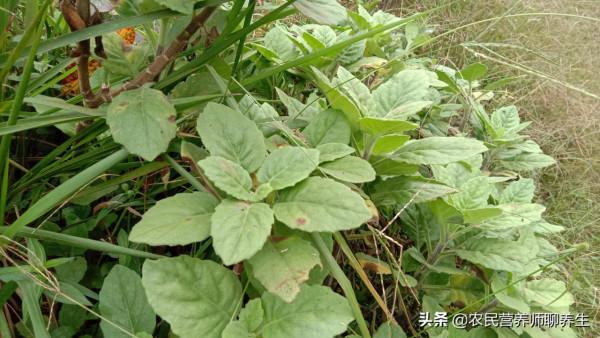 為什麼叫“神仙菜”,有啥妙用,搗爛敷厲害,很實用 為什麼叫“神仙菜”,有啥妙用,搗爛敷厲害,很實用