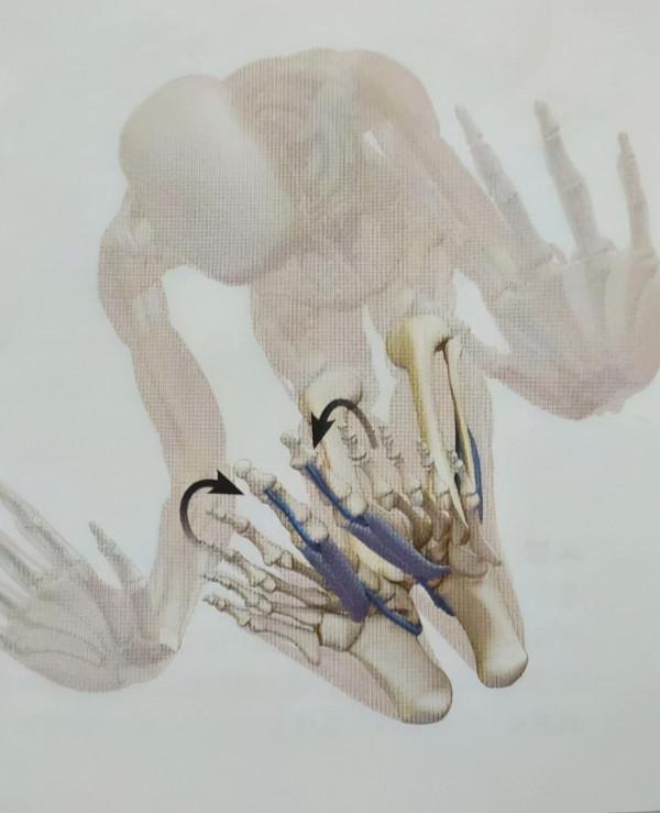 瑜伽站立前屈體式下不去?與其挖空心思拉伸腿後側,不如收住肚子 瑜伽站立前屈體式下不去?與其挖空心思拉伸腿後側,不如收住肚子